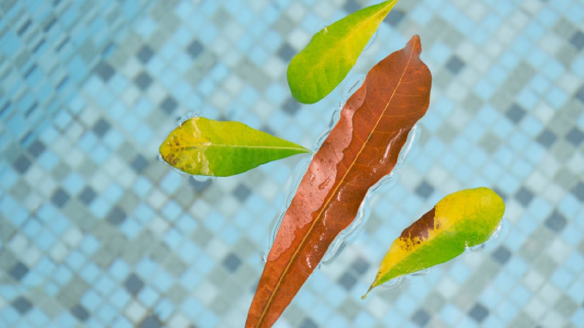 feuille dans la piscine
