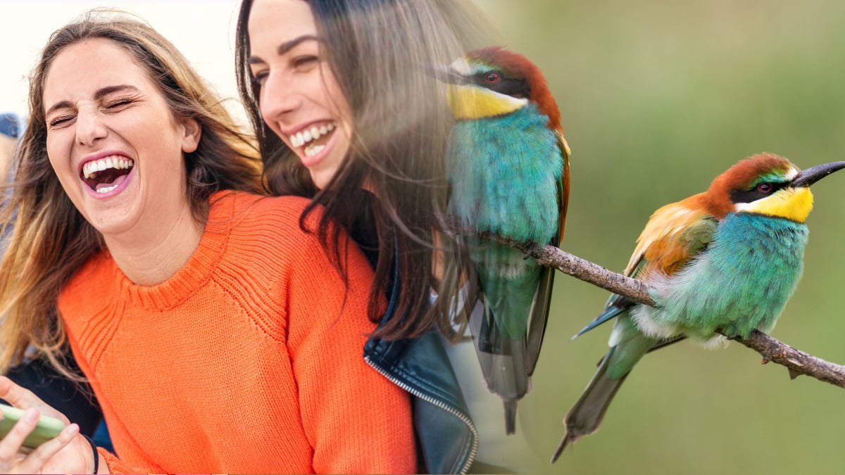 quiz sur les oiseaux