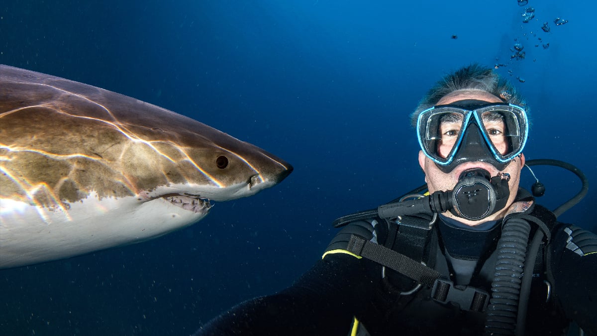 Peur des requins à la plage, le flippe qui revient chaque été alors que la science dit relax