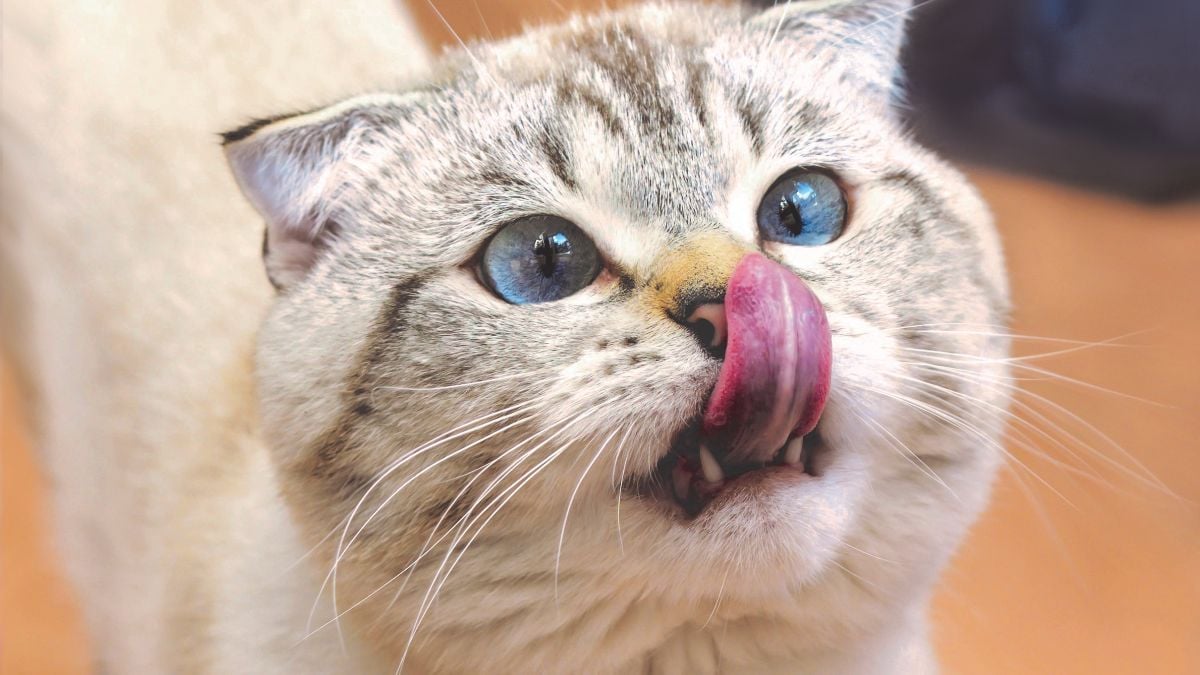 QI du chat