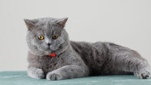 chat gris