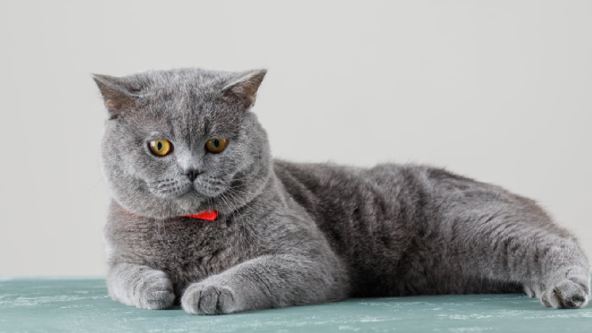 chat gris