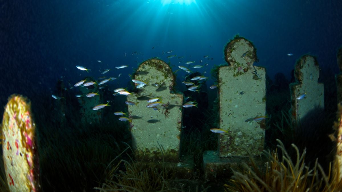 cimetière géant marin