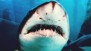 requin